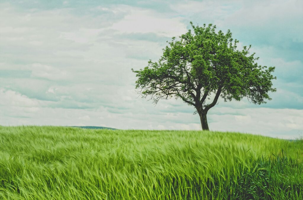 tree on hill