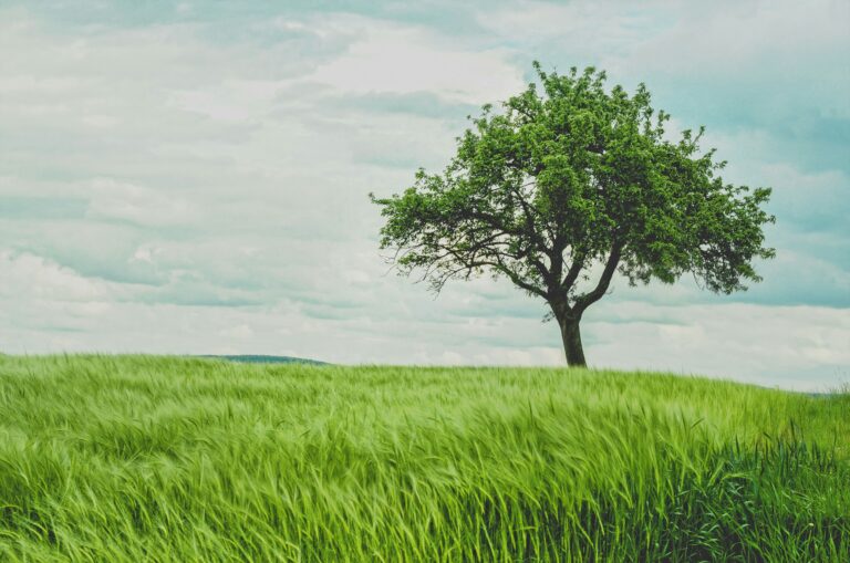 tree on hill